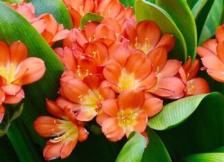 The Ever-Blooming Wonder: A Month-Long Display of Prosperity and Positive Energy. A Simple Guide to Growing This Magical Flower.