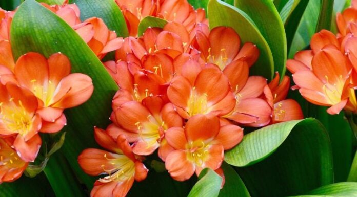 The Ever-Blooming Wonder: A Month-Long Display of Prosperity and Positive Energy. A Simple Guide to Growing This Magical Flower.