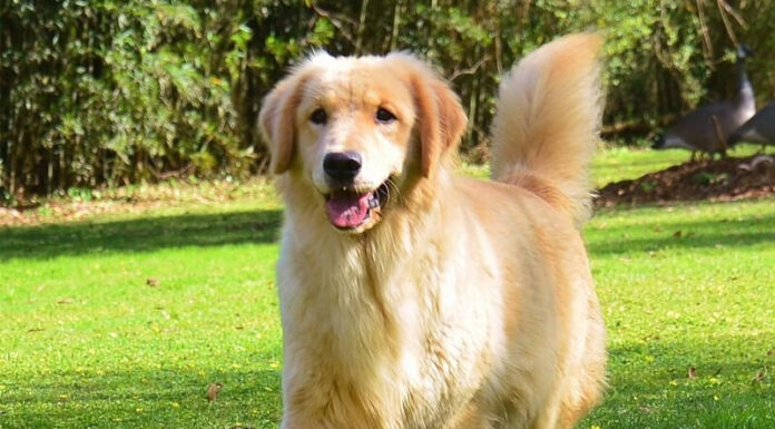 The Ultimate Guide to Raising a Healthy and Happy Dog: A-Z Tips for Puppy Care and Wellbeing