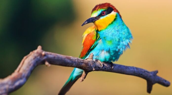 3 Birds of Good Fortune: A Sign of Wealth to Come