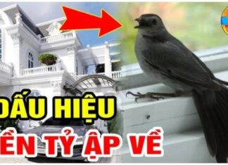 3 Lucky Birds Bring Wealth, Prosperity, and Prestige: Which Birds Are They?