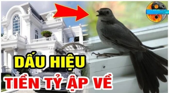 3 Lucky Birds Bring Wealth, Prosperity, and Prestige: Which Birds Are They?