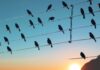 Why Do Birds Perch on Power Lines Without Getting Electrocuted?
