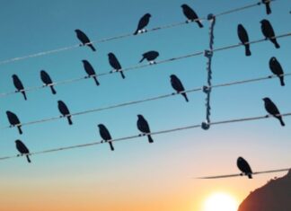 Why Do Birds Perch on Power Lines Without Getting Electrocuted?