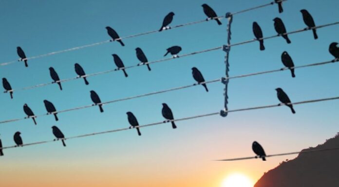 Why Do Birds Perch on Power Lines Without Getting Electrocuted?