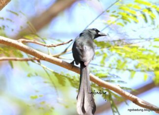 The Ancient Art of Divination: Three Birds of Fortune Bring Good Tidings and Blessings to Your Home