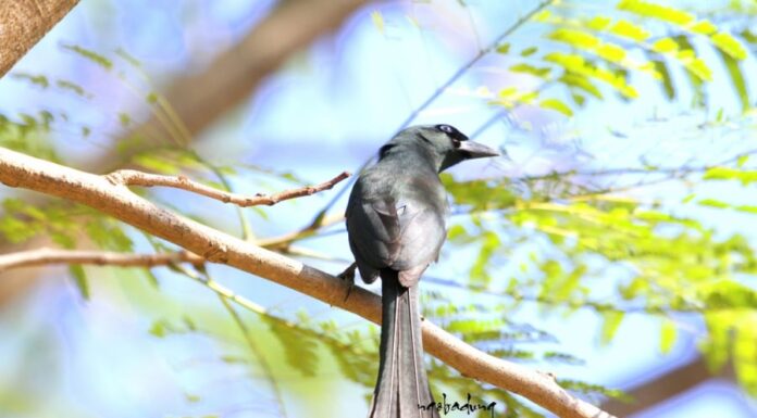 The Ancient Art of Divination: Three Birds of Fortune Bring Good Tidings and Blessings to Your Home