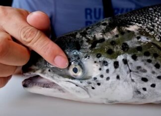 How to Choose Fresh Salmon: 5 Easy and Effective Tips Revealed