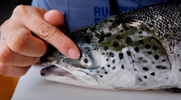 How to Choose Fresh Salmon: 5 Easy and Effective Tips Revealed