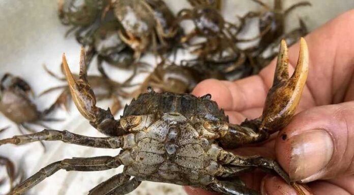 The Ultimate Guide to Delicious, Meaty Crayfish: A Guaranteed Catch!