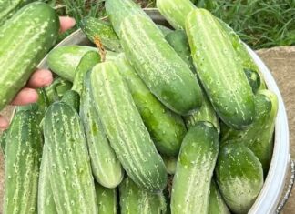 “The Ultimate Guide to Choosing the Perfect Cucumber: A Trick to Pick the Tastiest Treat”