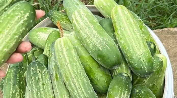“The Ultimate Guide to Choosing the Perfect Cucumber: A Trick to Pick the Tastiest Treat”