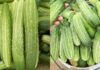 The Perfect Cucumber: A Guide to Picking the Best Cucumber Every Time