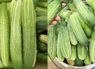 The Perfect Cucumber: A Guide to Picking the Best Cucumber Every Time