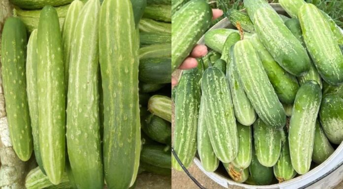 The Perfect Cucumber: A Guide to Picking the Best Cucumber Every Time