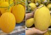 The Ultimate Guide to Choosing the Perfect Yellow Melon: 4 Tips for Selecting a Sweet and Juicy Treat