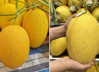 The Ultimate Guide to Choosing the Perfect Yellow Melon: 4 Tips for Selecting a Sweet and Juicy Treat