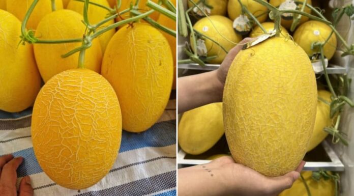 The Ultimate Guide to Choosing the Perfect Yellow Melon: 4 Tips for Selecting a Sweet and Juicy Treat