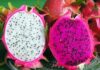 The Dragon Fruit Grower’s Secret: Unveiling the Art of Selecting the Sweetest and Most Luscious Fruits