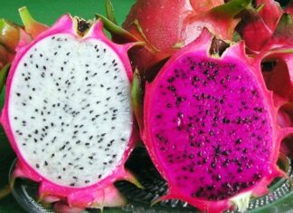 The Dragon Fruit Grower’s Secret: Unveiling the Art of Selecting the Sweetest and Most Luscious Fruits