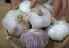 Selecting the Right Garlic for Your Needs: Purple or White?