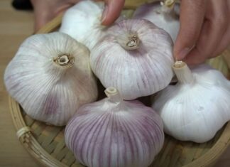 Selecting the Right Garlic for Your Needs: Purple or White?