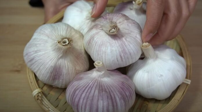 Selecting the Right Garlic for Your Needs: Purple or White?