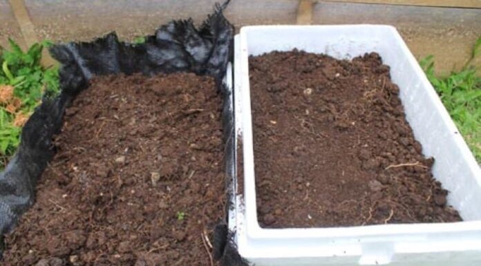 “The Ultimate Guide to Growing Chinese Leaf Mustard at Home”