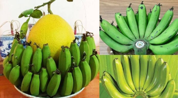 The Ancient Taboo: Unveiling the Mystery Behind the Forbidden Practice of Placing Bananas on the Ancestral Altar