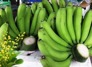 The Ultimate Guide to Fruit Offerings for the Mid-Autumn Festival: Attracting Abundance and Prosperity