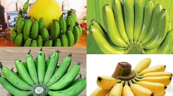 The Perfect Fruit for Offering: Are You Making This Common Mistake and Offending the Deities?