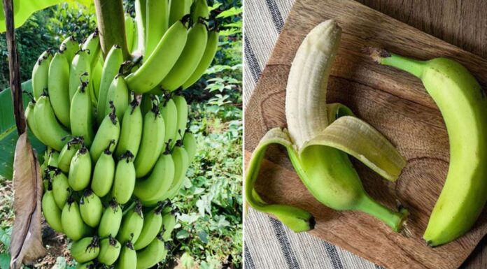“The Surprising Benefits of Boiled Green Bananas”