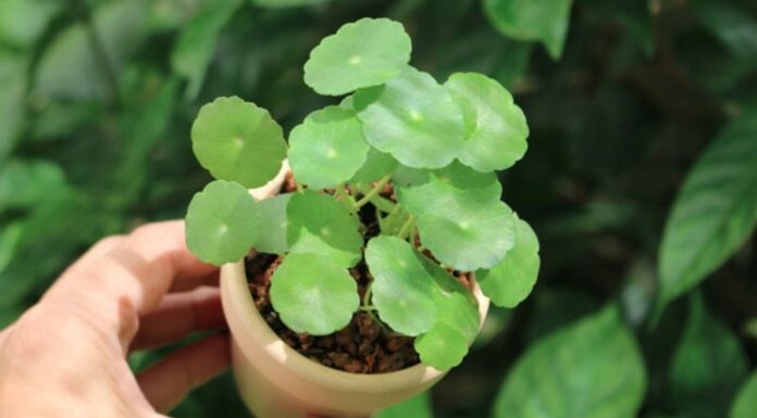 3 Water-Loving Houseplants That Are Super Easy to Grow