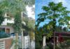 Is the Papaya Tree a Spiritual Fruit? Should You Plant It in Front of Your House?