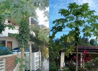 Is the Papaya Tree a Spiritual Fruit? Should You Plant It in Front of Your House?