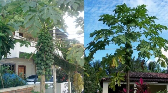 Is the Papaya Tree a Spiritual Fruit? Should You Plant It in Front of Your House?