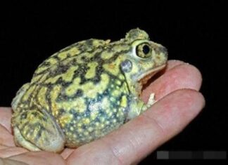 Title: Why Did Our Ancestors Say, ‘Don’t Fear a Snake in the House, But Beware of the Frog Jumping Behind It’?