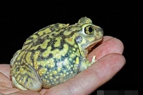 Title: Why Did Our Ancestors Say, ‘Don’t Fear a Snake in the House, But Beware of the Frog Jumping Behind It’?