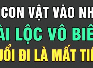 The Three Lucky Animals: Attracting Wealth and Prosperity