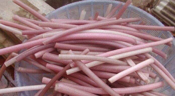 Delicious and Easy-to-Make Dishes with Lotus Stem