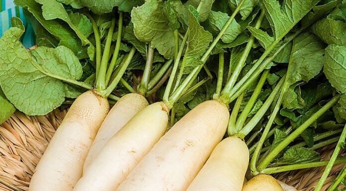 “Turnip: The King of Vegetables, But Don’t Pair It With These Foods If You Want to Stay Healthy”