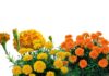 “The Marigold Mystery: Unveiling the Symbolism and Superstitions Behind This Vibrant Flower”