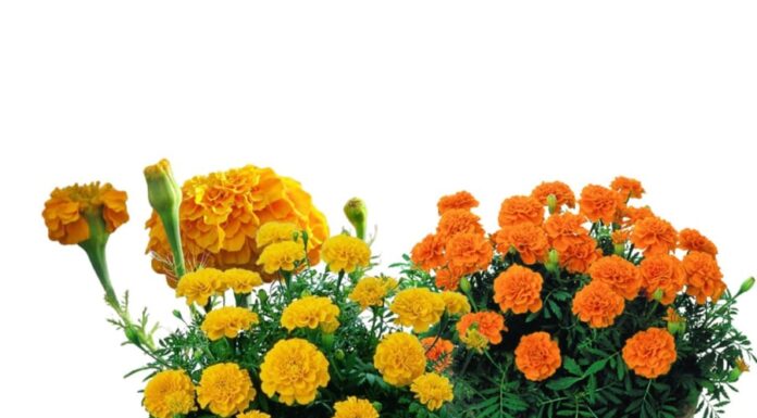 “The Marigold Mystery: Unveiling the Symbolism and Superstitions Behind This Vibrant Flower”