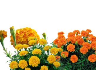 The Ancient’s Warning: The Three Roadside Omens to Avoid Bringing Home.