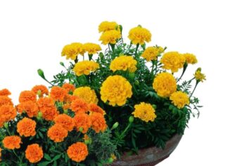 The 5 Plants You Should Never Grow in Your Garden and the Reasons Why