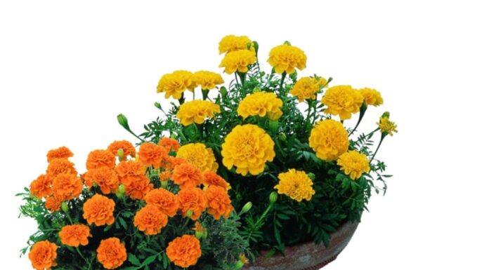 The 5 Plants You Should Never Grow in Your Garden and the Reasons Why