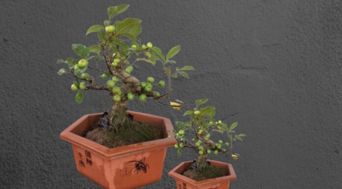 The Money Tree: Nurturing Prosperity and Abundance with Auspicious Placement