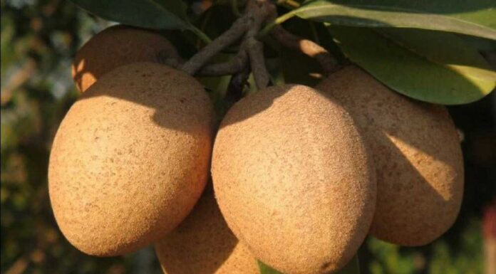 “The Ultimate DIY Fruit Facial: Crafting a Hair Removal and Skin Brightening Treatment”