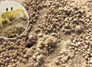 Why Are Sand Castles Doomed to Fail? Is It All Just a Waste of Time?