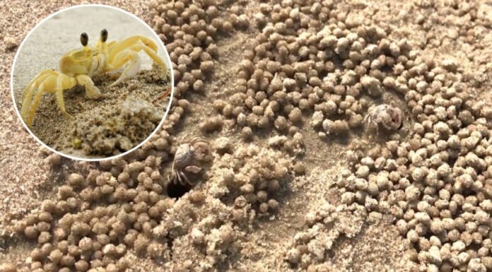 Why Are Sand Castles Doomed to Fail? Is It All Just a Waste of Time?